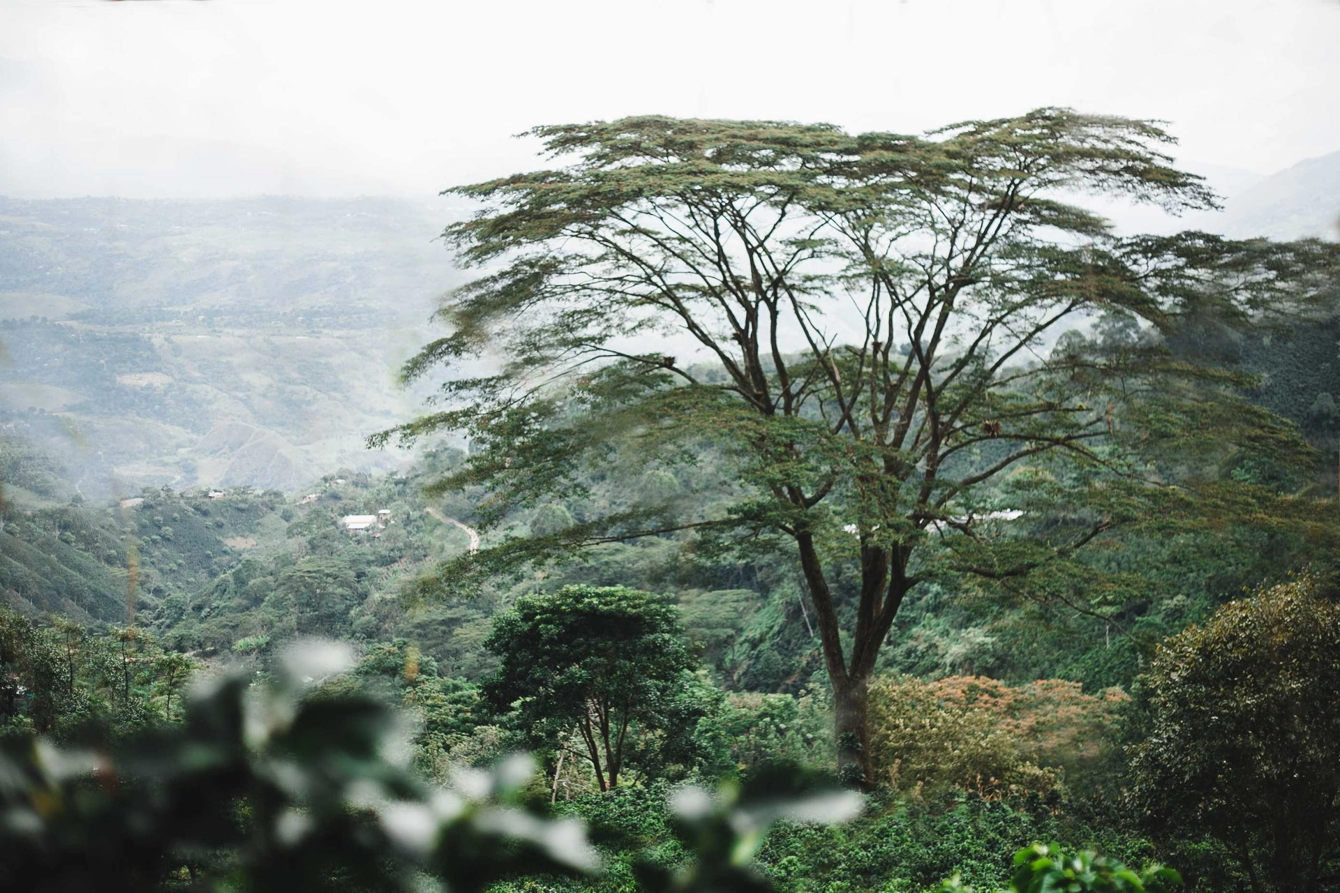 Coffee farm landscape with shade tree